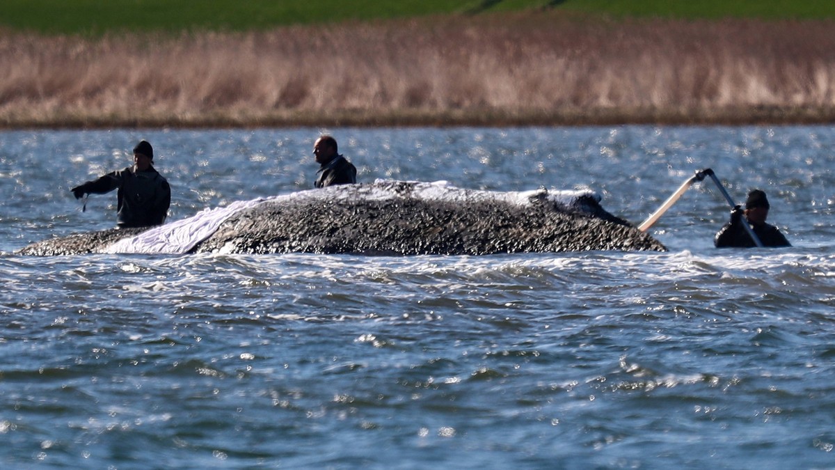 Neues Rettungskonzept für Timmy nicht bewilligt – so sieht es aus