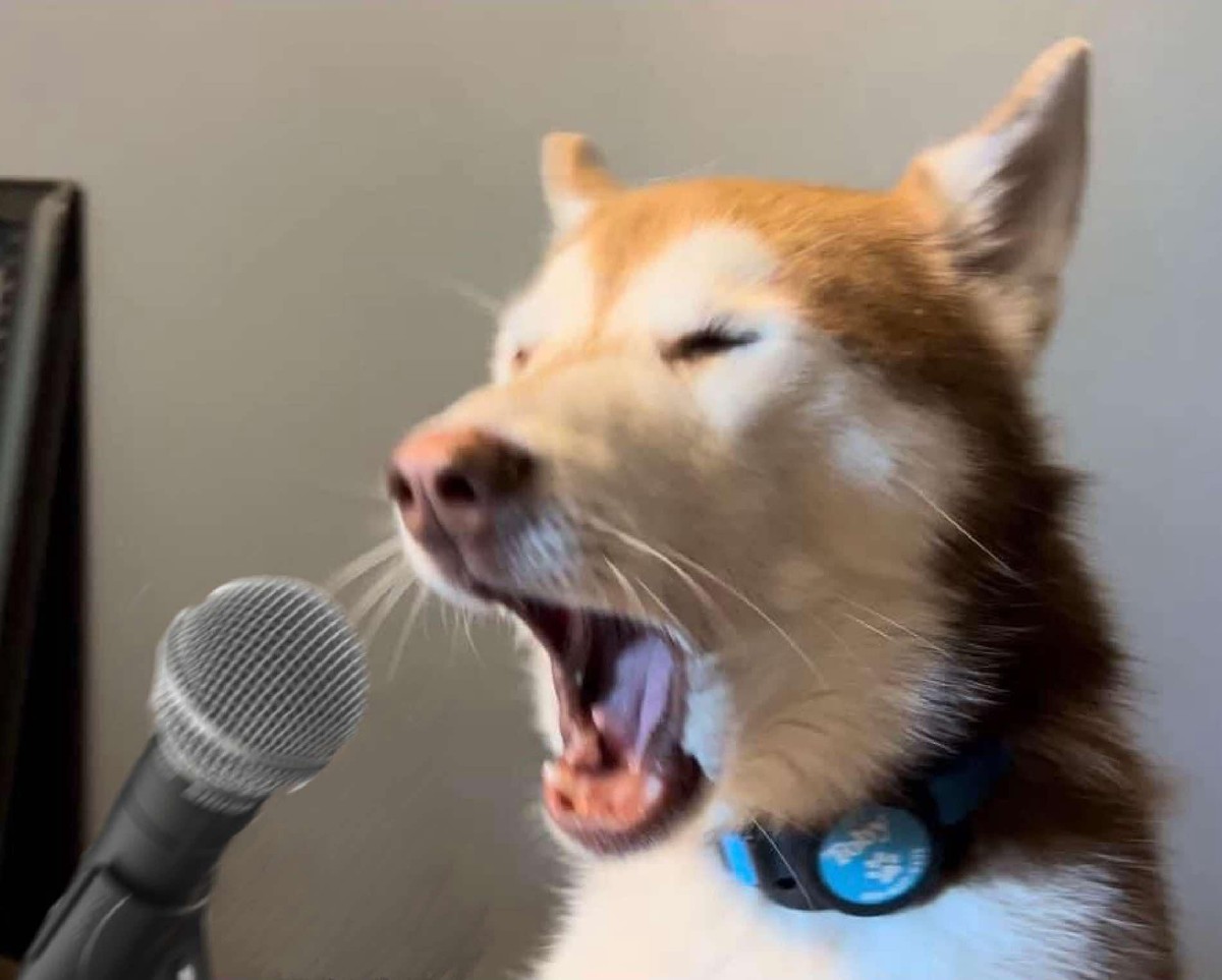 cute news tier hund

https://www.reddit.com/r/funny/comments/1fylo4u/i_thought_it_looked_like_my_dog_was_singing_what/