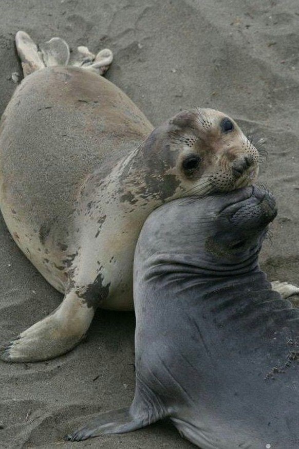 cute news tier seal

https://ch.pinterest.com/pin/1121888957209124963/
