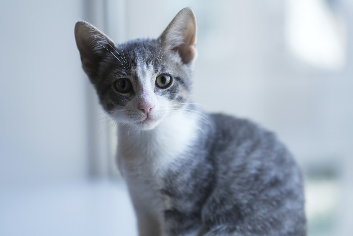 Rigatoni the kitten appears on Wednesday, June 4, 2025, at the Associated Press bureau in New York. (AP Photo/Mary Conlon)
US-Kitten Season