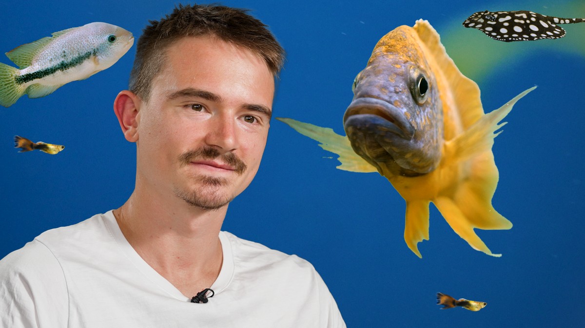 3-Millionen-Deko-Fische-leben-in-der-Schweiz-Der-Grossteil-von-ihnen-leidet-