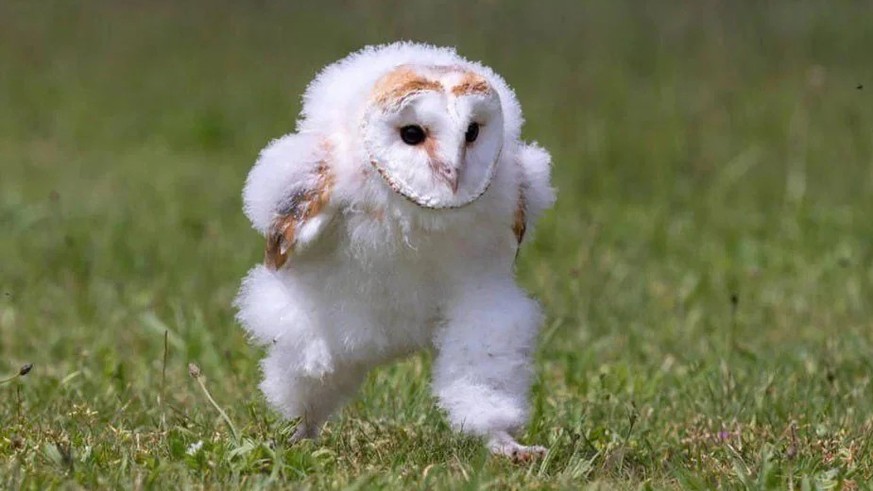 cute news tier eule

https://www.reddit.com/r/aww/comments/13d4lt3/baby_barn_owl_midrun/