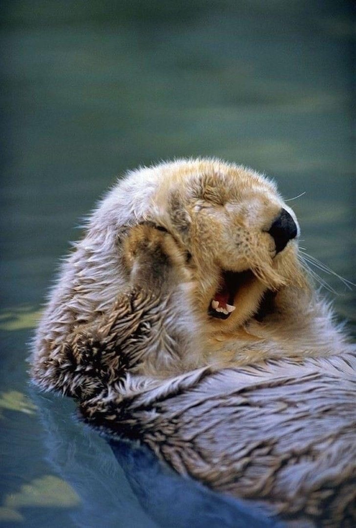cute news tier otter

https://ch.pinterest.com/pin/354658539419162448/