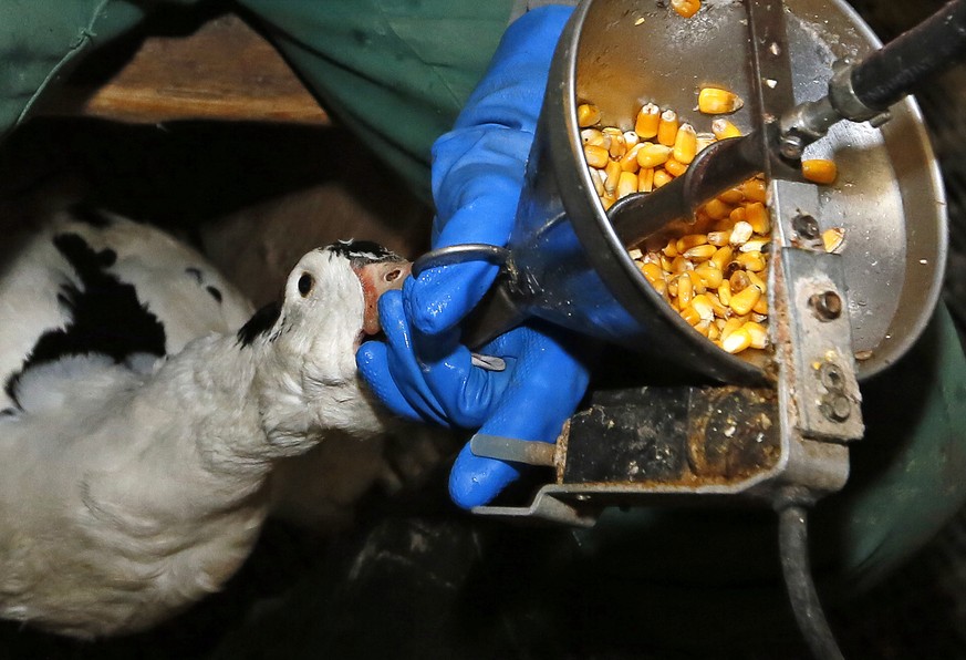 FILE - In this Dec. 8, 2016, file photo, foie gras producer Robin Arribit force-feeds a duck with corn in La Bastide Clairence, southwestern France. California prosecutors said Friday, Dec. 7, 2018, t ...