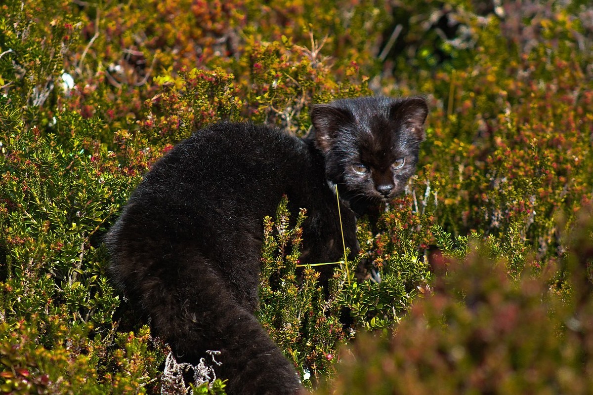 cute news tier chilenische wildkatze kodkod