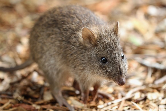 Potoroo/Kaninchenkänguru