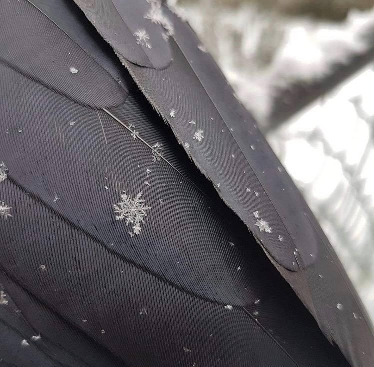 Schneeflocke auf Krähe