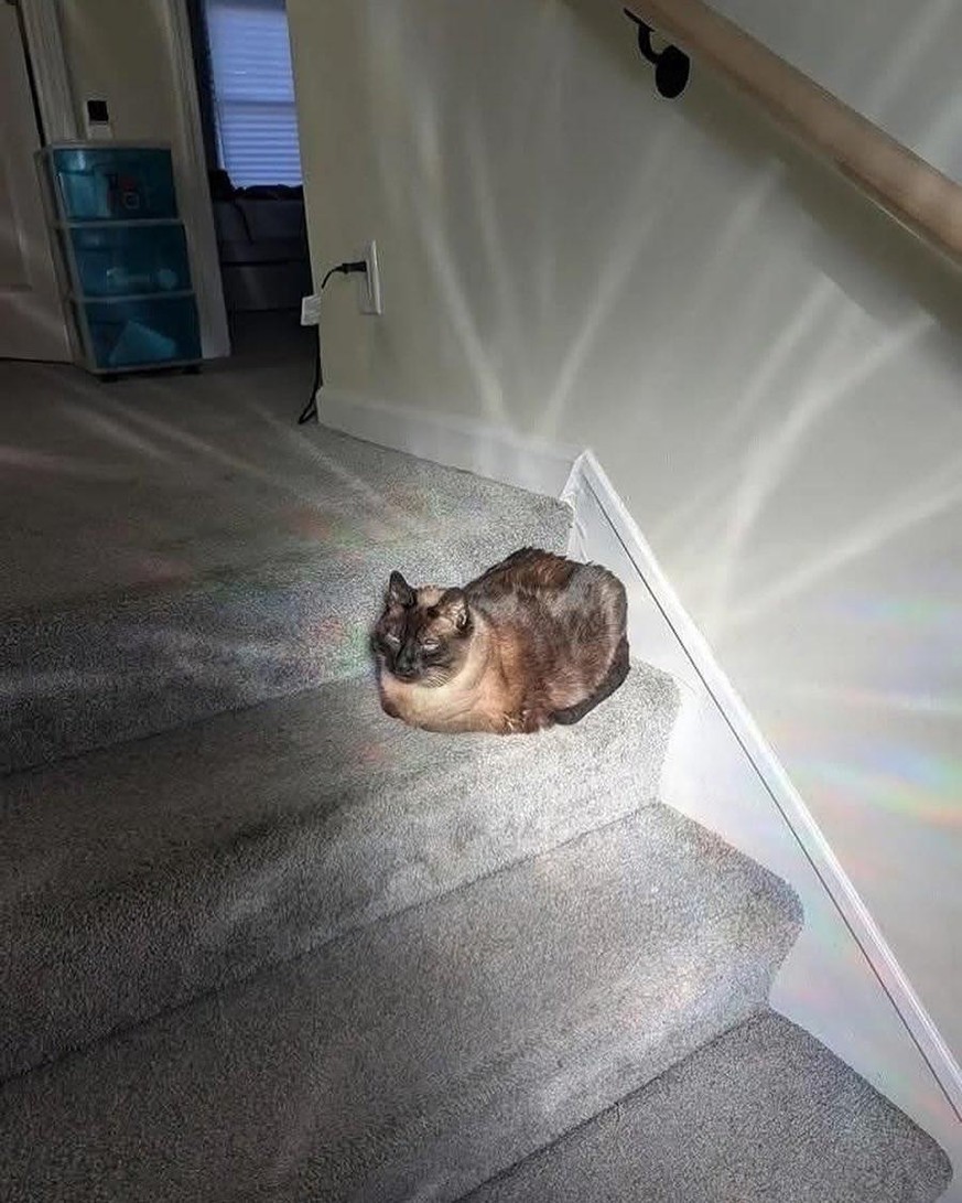 The holofoil chosen one
Accidental Renaissance
https://www.reddit.com/r/AccidentalRenaissance/comments/1kvvagq/the_holofoil_chosen_one/