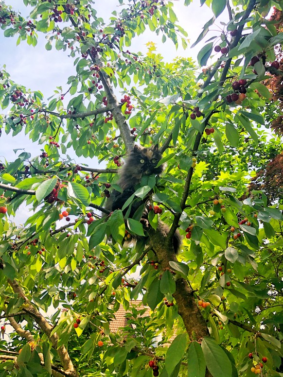 Fight in our cherry tree.
