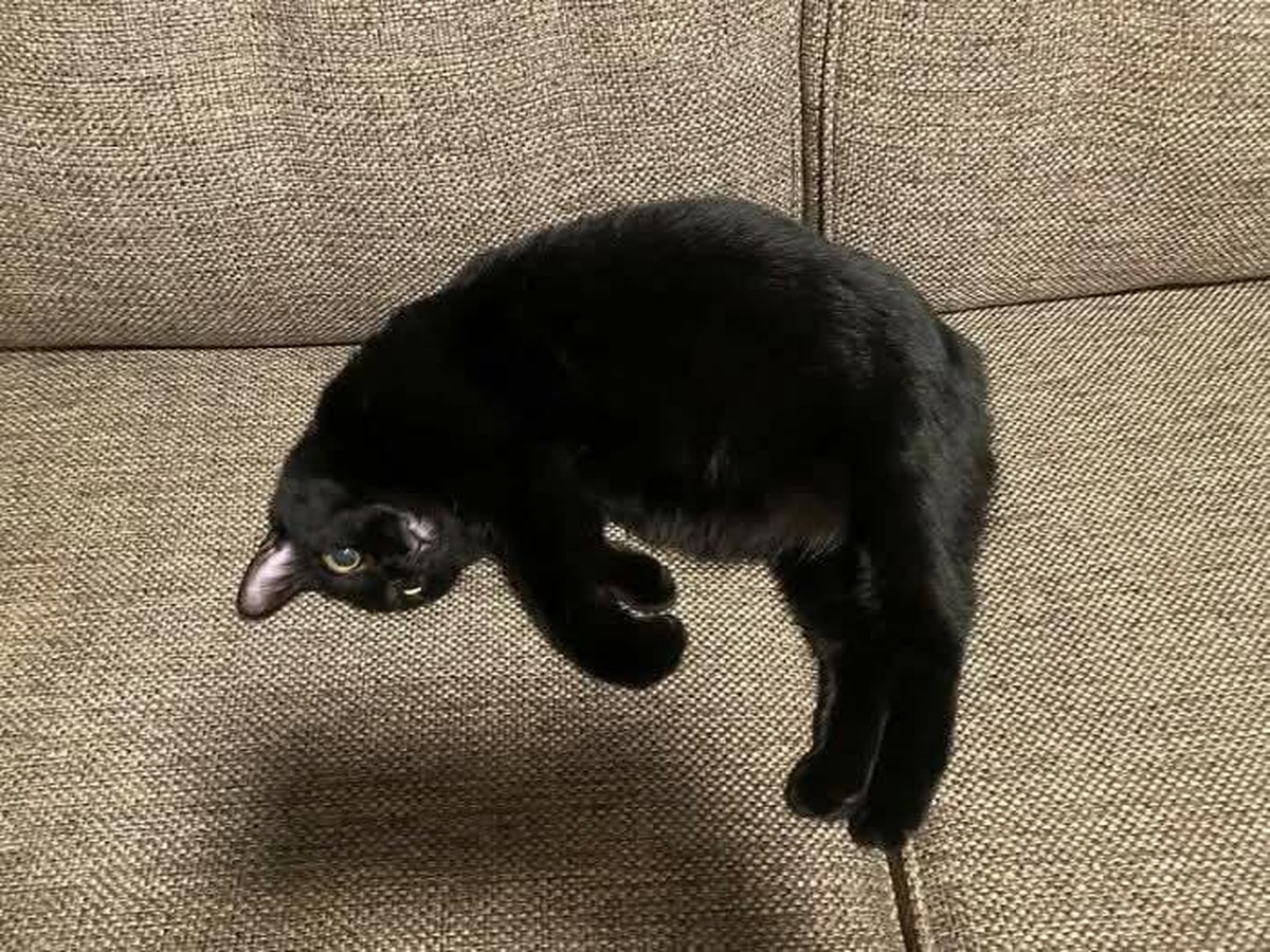 cute news tier katze

https://www.reddit.com/r/confusing_perspective/comments/1hplc27/defying_gravity/