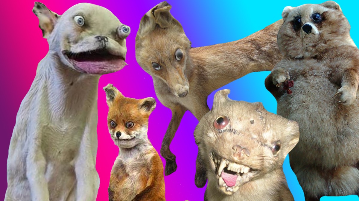 Welches Tier bist du? Finde es heraus im Quiz!