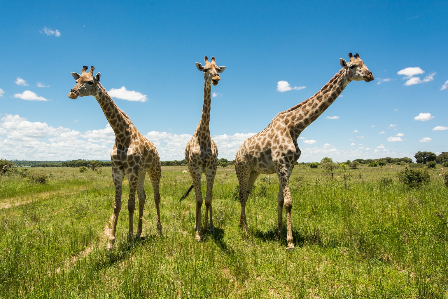 Drei Giraffen merken, dass hier etwas ganz und gar nicht mit rechten Dingen zugeht.