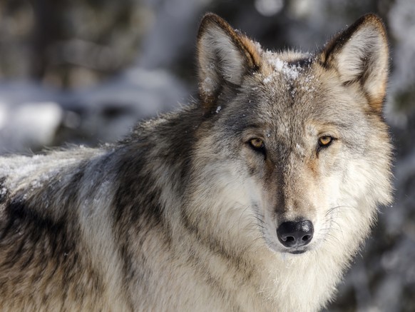 FILE - This Nov. 7, 2017, file photo provided by the National Park Service shows a wolf in Yellowstone National Park, Wyo. Idaho wildlife managers say the state&#039;s wolf population has remained ste ...
