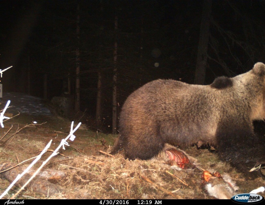 Im Bündner Südtal hatte sich der Bär über einen Hirschkadaver hergemacht. Dabei gelang es der Wildhut mit einer Fotofalle, die Anwesenheit des Raubtieres zu bestätigen.&nbsp;