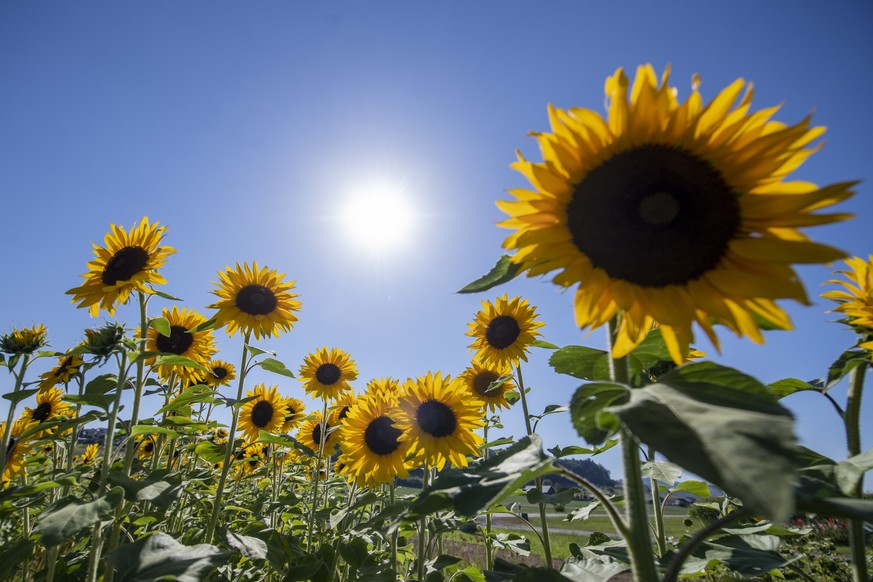 Die Sonne brennt ueber einem Sonnenblumenfeld, waehrend der heissen Sommertage am Dienstag, 19. Juli 2022 bei Bremgarten im Kanton Aargau. (KEYSTONE/Urs Flueeler) Die aktuelle Hitzewelle hat ihren vor ...