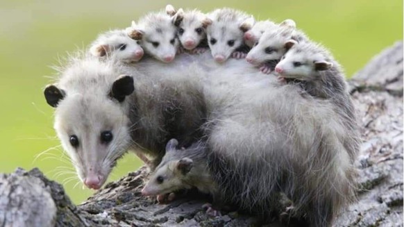 cute news tier opposum

https://imgur.com/t/aww/kTtO3OZ