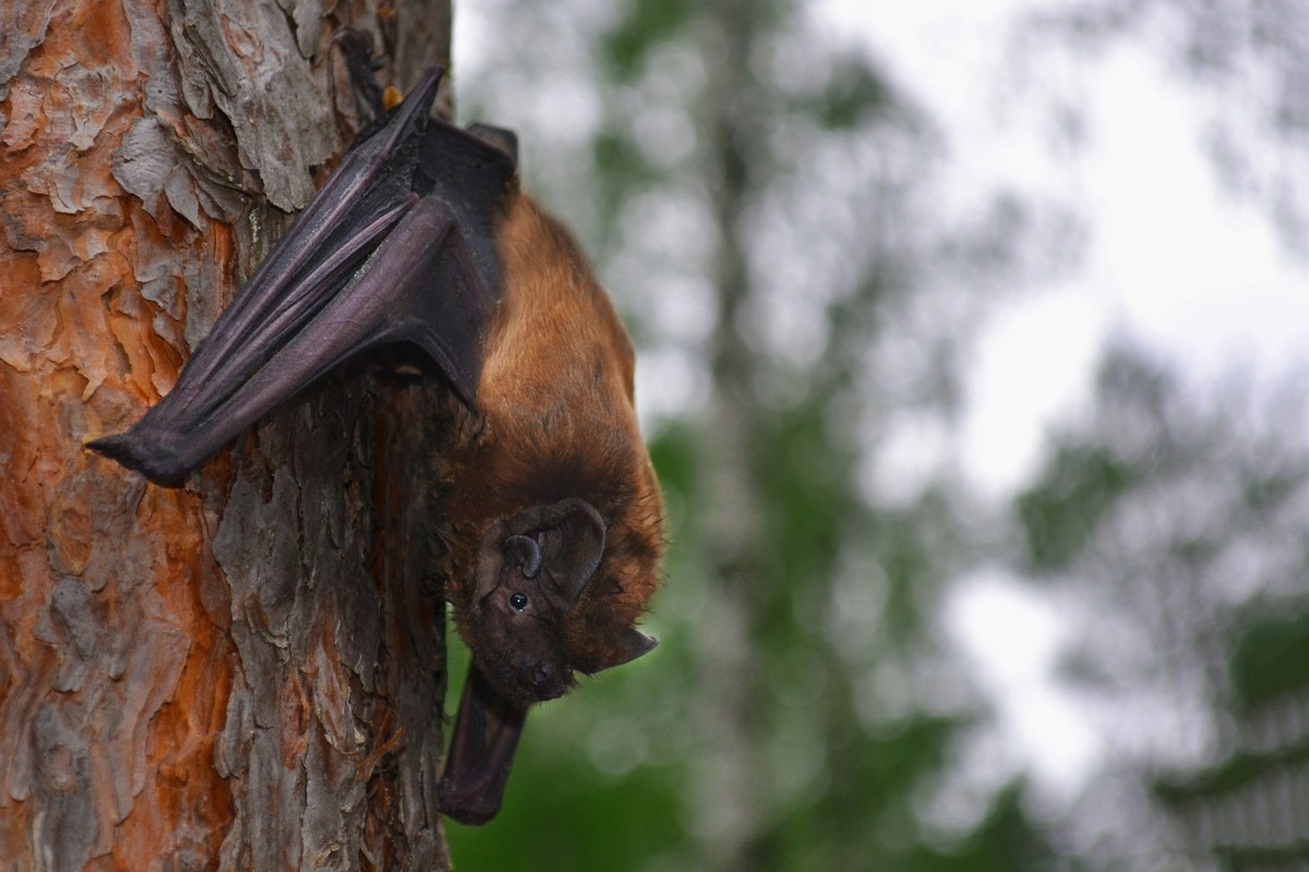 Nyctalus lasiopterus, riesenabendsegler, fledermaus, noctule bat