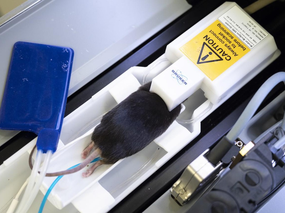 SCHWEIZ KREBSVORSCHUNG TIERVERSUCH
Une souris de laboratoire anesthesiee est preparee pour passer dans une IRM (Imagerie par résonance magnétique) dans une animalerie d'un centre de recherche sur ...