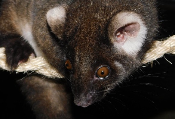 Ringtail Possum Wildlife Australia Marsupial Possum