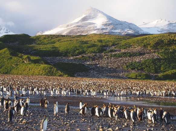 Königspinguine, Süd-Georgien