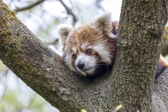 Kleiner Panda Zoo Zürich