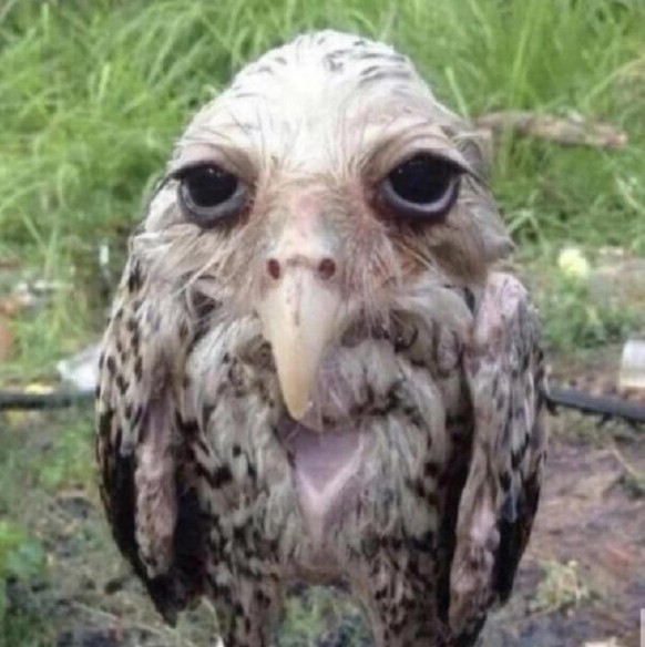 cute news tier eule

https://www.reddit.com/r/Owls/comments/1971vkq/what_kind_of_owl_is_this/