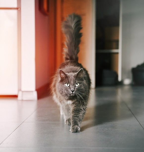 Katze mit erhobenem Schwanz