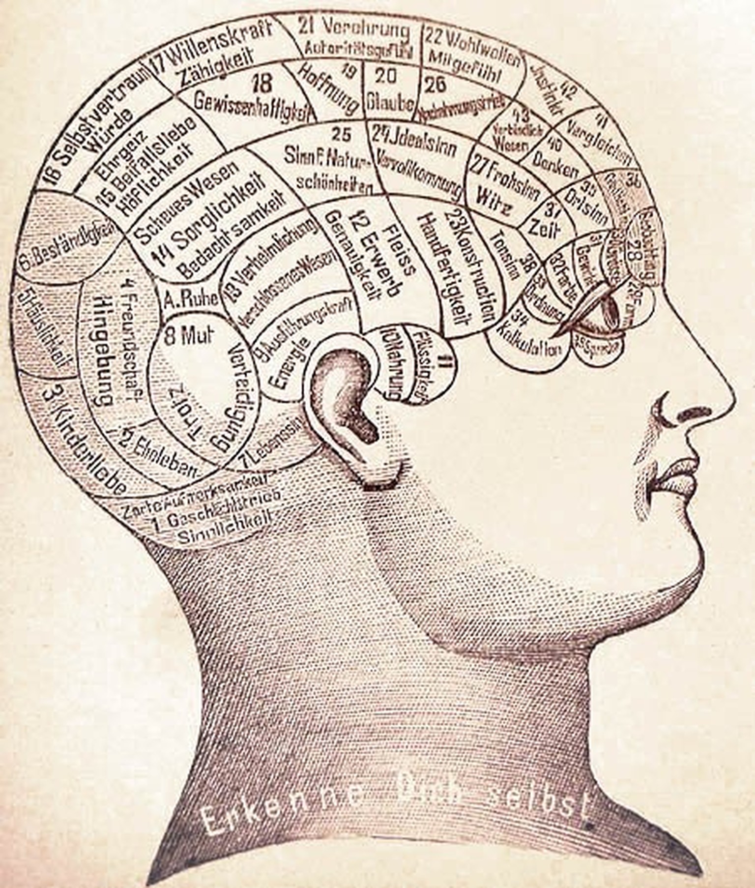 Phrenologie: Darstellung der Charakteranlagen und Fähigkeiten.
https://upload.wikimedia.org/wikipedia/commons/b/b1/Phrenologie1_%2887k_edited%29.jpg