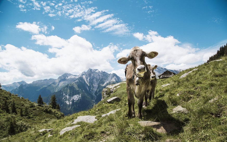 Die Kuh macht auch gern Aktivurlaub auf der Alp.