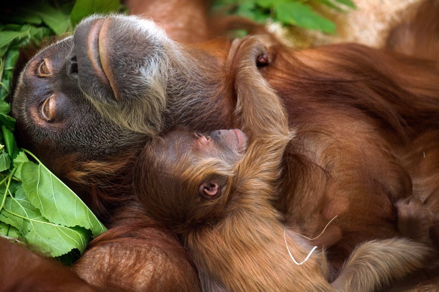 epa04866068 Male baby orang-utan Dalai (bottom) lies in the arms of its mother Daisy (top) in the zoo in Dresden, Germany, 30 July 2015. One week ago the female orang-utan gave birth to Dalai and has  ...