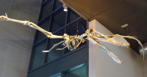 Maaradactylus Spielbergi
dinosaurier pterosaurier https://en.wikipedia.org/wiki/Maaradactylus#/media/File:Coloborhynchus_spielbergi2.jpg