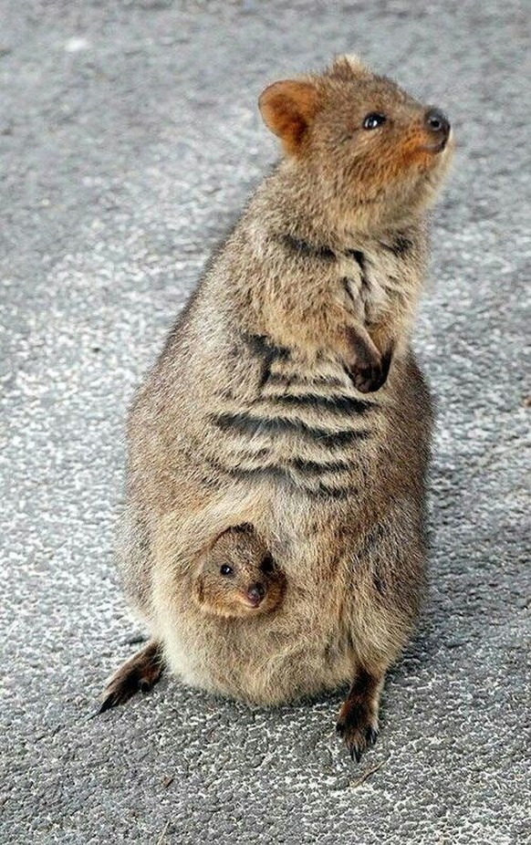 cute news tier quokka

https://ch.pinterest.com/pin/9710955442792607/
