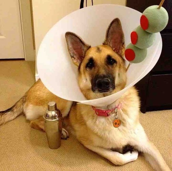 Hund als Martini-Alk
Cute News
https://funnyfoto.org/these-pets-are-making-the-most-of-their-cones-funny-animal-pictures/6/