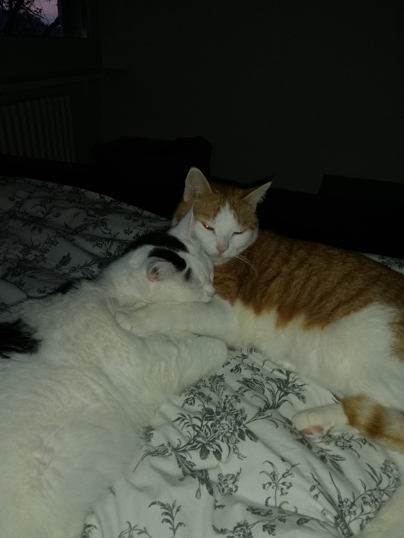 33 Tiere, die spektakulär auf die Schnauze gefallen sind
Heii Pascal
Danke für die süssen Fails, hat echt meinen Tag gerettet. 

Aber wo ist das Tier der Woche? Auf das freu ich mich immer so...

 ...