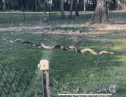 Animiertes GIF