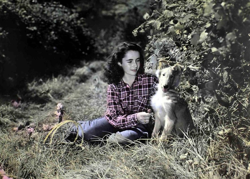 The Courage of Lassie
Elizabeth Taylor Die junge Kathie Elizabeth Taylor nimmt sich eines kleinen verletzten Collies an, den sie Bill nennt und zum Huetehund ausbilden laesst. 1946 UnitedArchives01273 ...