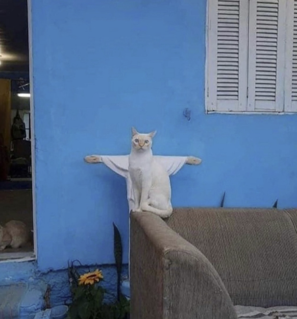 Cute News: Lustige und süsse Tierbilder