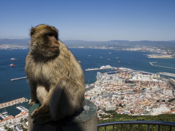 Gibraltar ape (Barbary Macaque) at top of Gibraltar Rock. - Stock-Fotografie
Gibraltar, Gibraltar, Europe