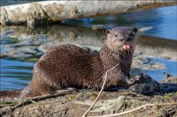 Otter with tongue out.  https://imgur.com/t/otter/2WSCyvI