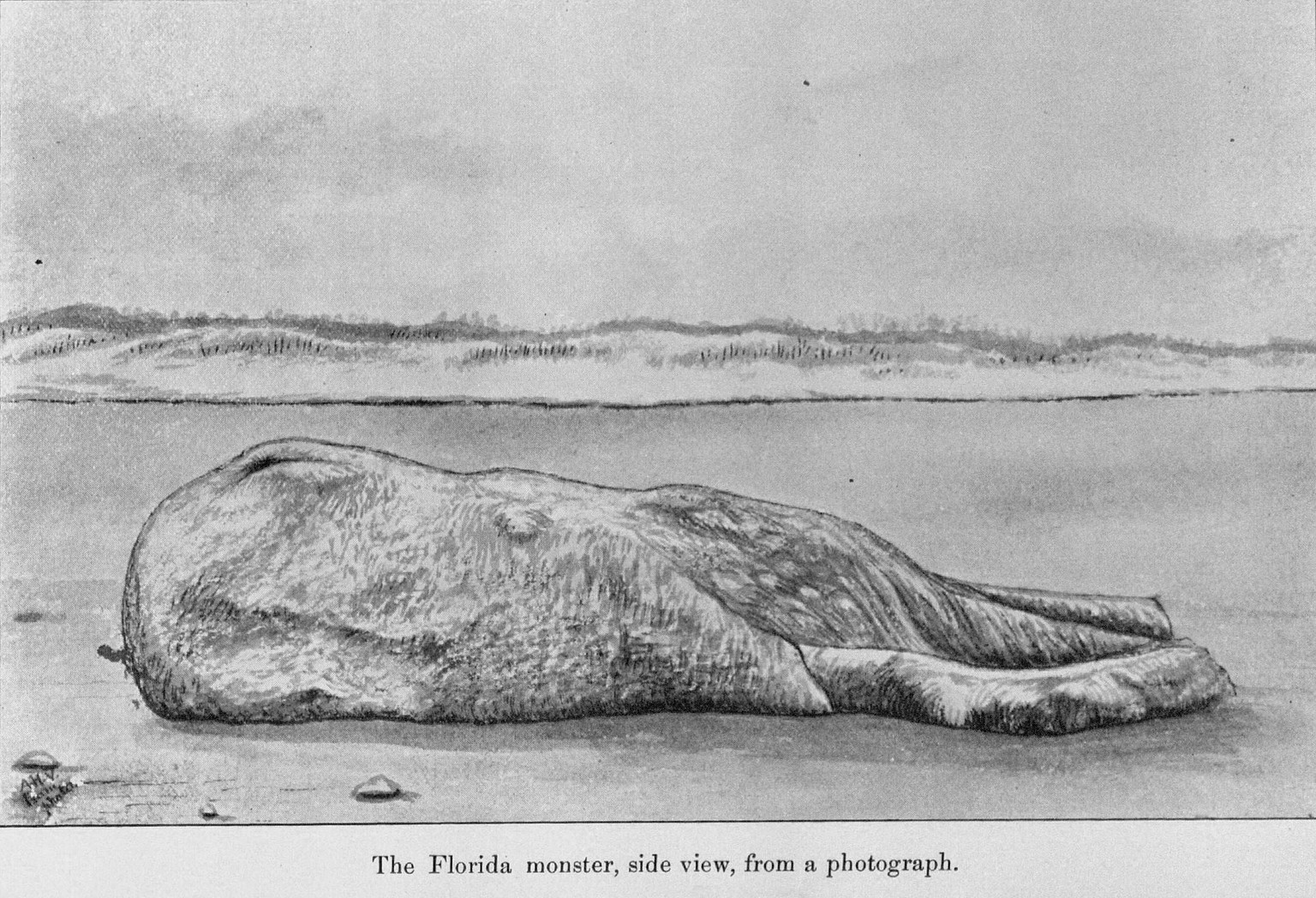 St. Augustine Monster