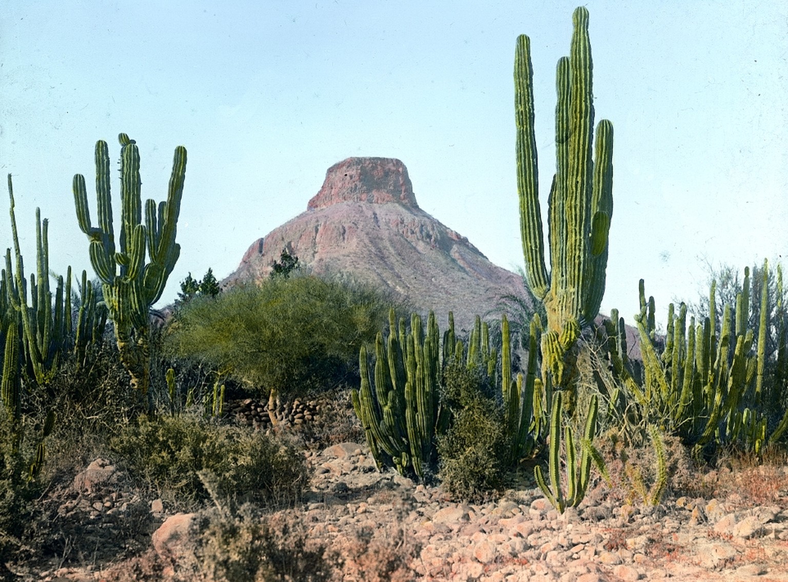 Kakteenlandschaft, im Hintergrund ein Tafelberg,&nbsp;Baja California in Mexiko, 1915.