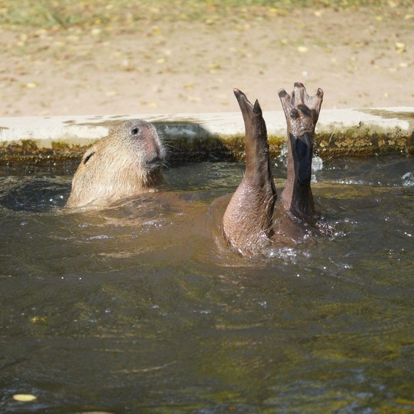 cute news tier capybara

https://www.instagram.com/p/C06H4Mey7lp/