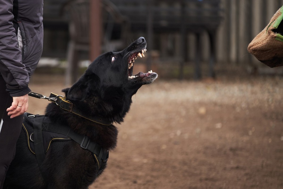 130 attaques de chiens supplémentaires en Valais entre 2020 et 2022.