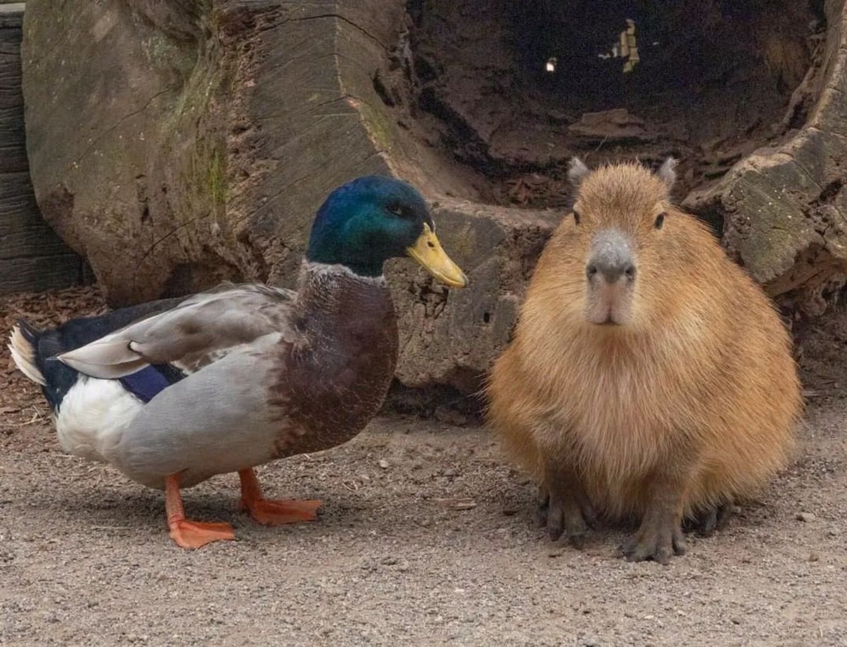 cute news tier capybara

https://www.reddit.com/r/capybara/comments/1fd6dc8/capybara_in_world/