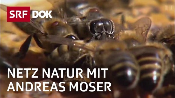 Netz Natur