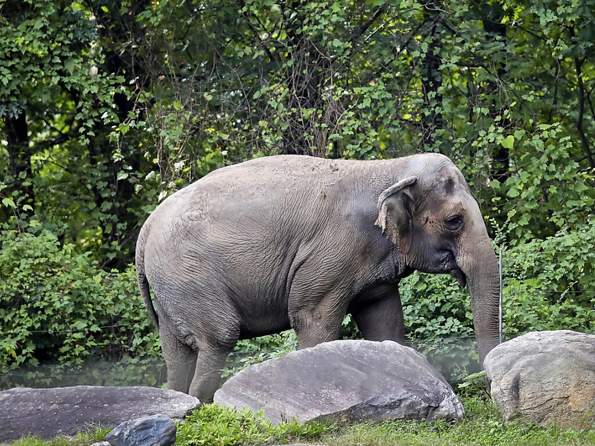 L'éléphante Happy vit dans un zoo du Bronx depuis 45 ans (archives).