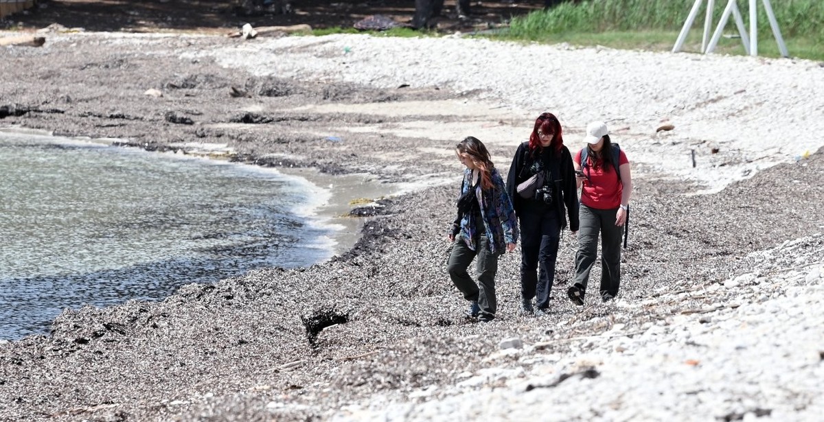 Marija Meklav (à gauche) et les deux autres membres participant au projet de protection de l'environnement à Sakarun, sous la direction du professeur Kristina Pikelj, se promènent sur la plage de ...