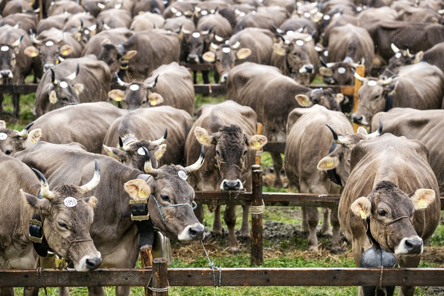 Die Schwyzer Viehausstellung, fotografiert am Montag, 23. September 2019, in Schwyz. (KEYSTONE/Alexandra Wey)