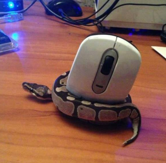 Kleine Schlange (Python) hat eine Maus gefangen.

http://imgur.com/gallery/TOXpuVF