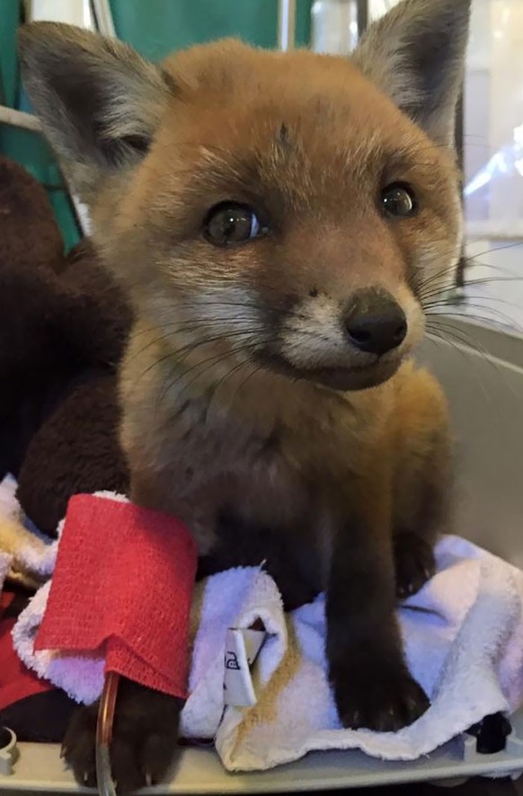 Cute News beim Tierarzt